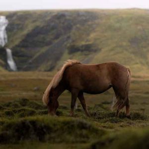 دانلود آهنگ یلیرم بیلیرم جان سنین دردیمه درمان سنی